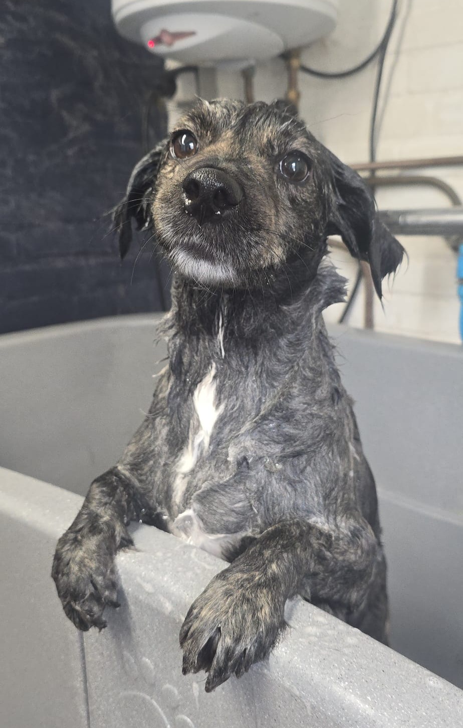Een natte hond staat met de voorpootjes op de rand van de trimbak