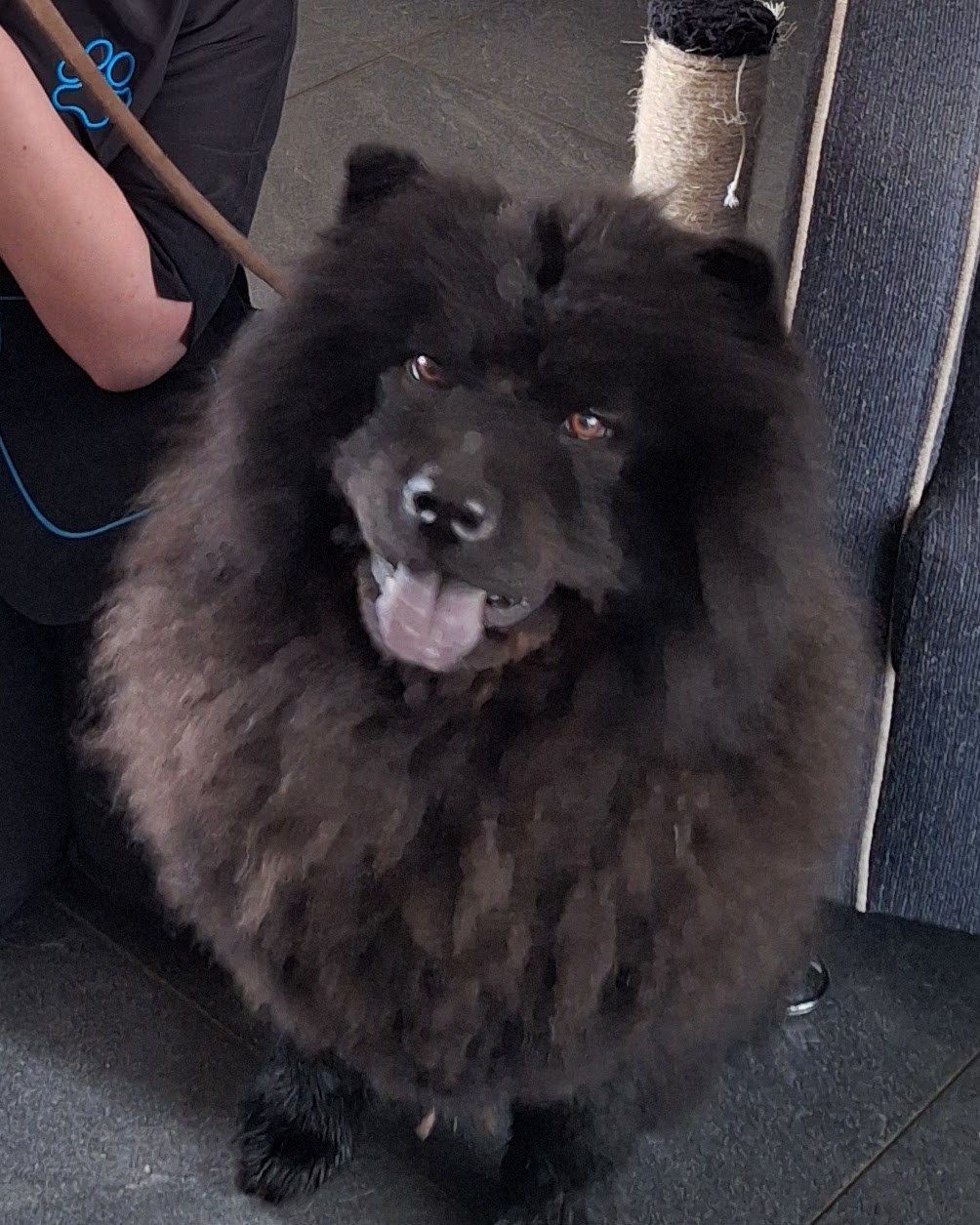 Een grote, pluizige zwarte hond kijkt in de camera