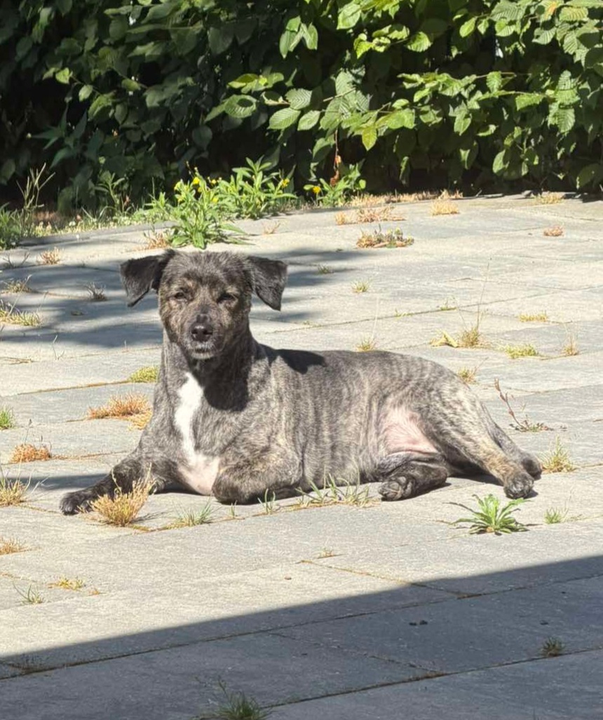 Een gestroomde hond ligt in de zon op een terras