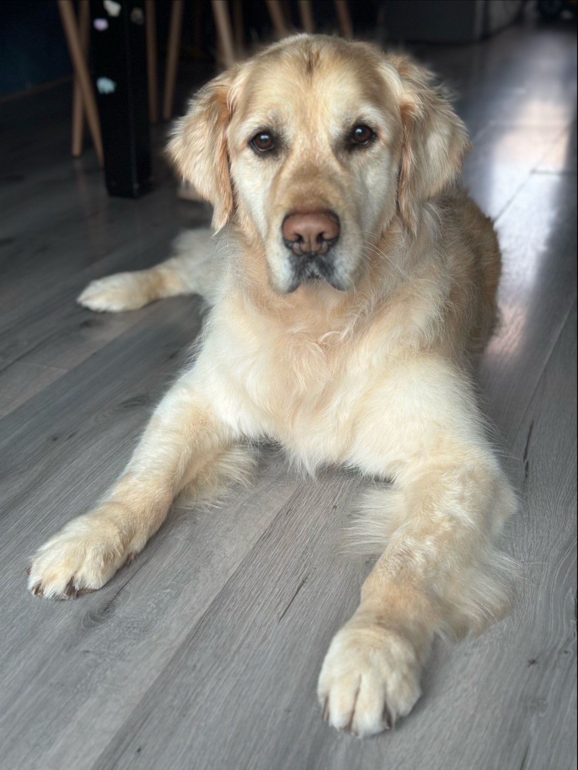 Een grote, lichte hond ligt op een houten vloer