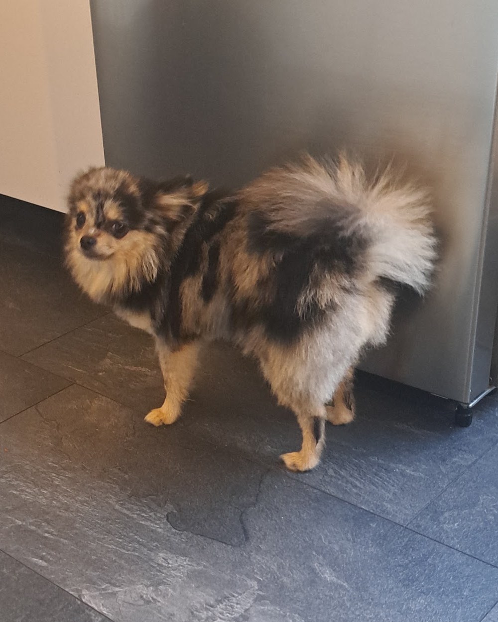 Een klein, pluizig hondje met een gekrulde staart